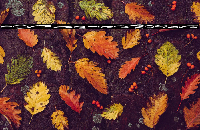 Jungle Bloods Swash Example 1