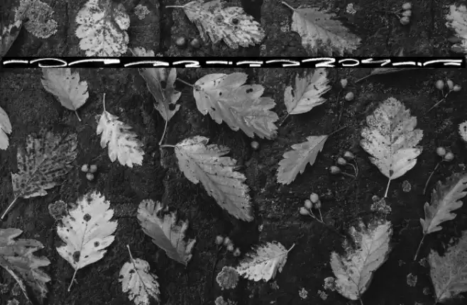 Jungle Bloods Swash Font examples