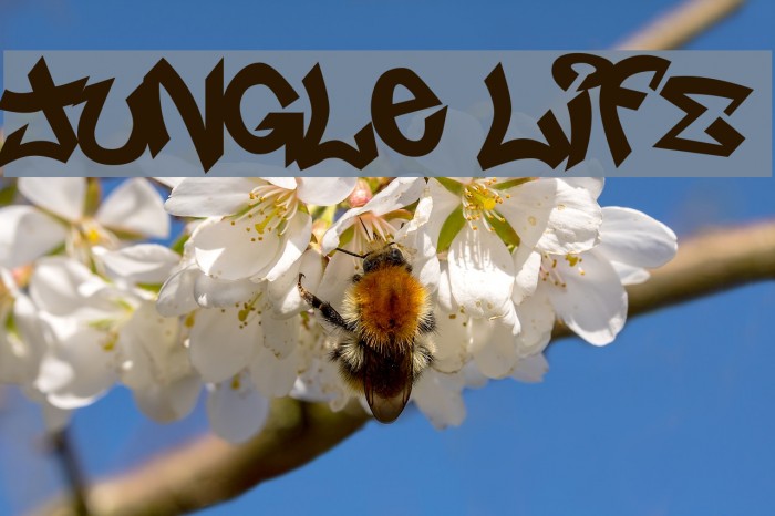 Jungle LIFE Caratteri examples