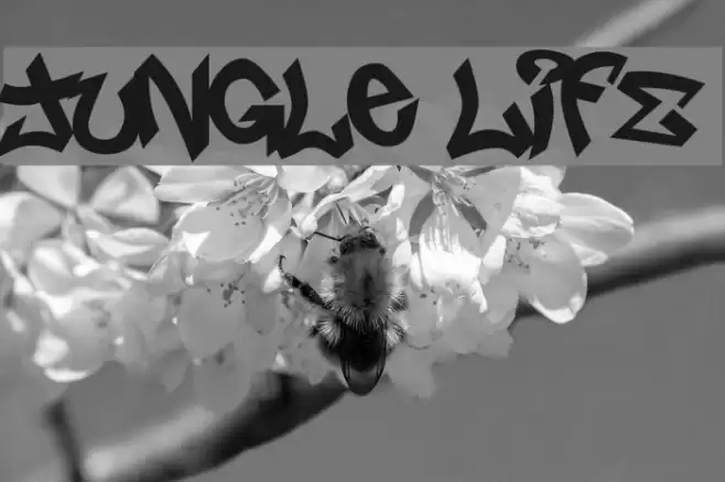 Jungle LIFE Font examples