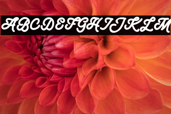 JungleFREE Example 1