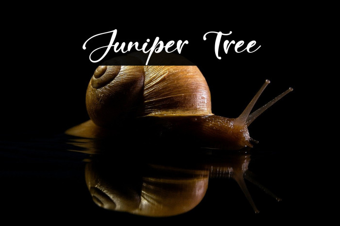 Juniper Tree Example 2