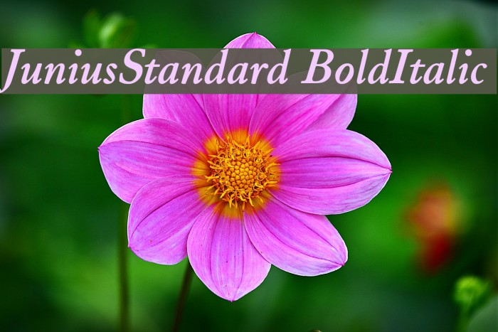 JuniusStandard BoldItalic Font examples