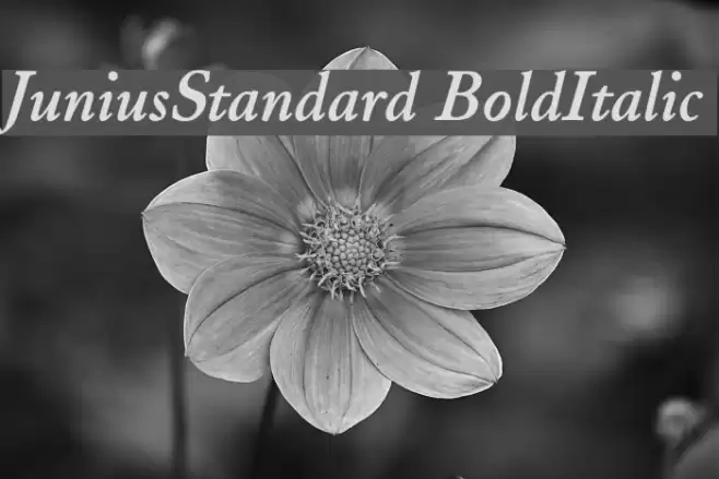 JuniusStandard BoldItalic Font examples