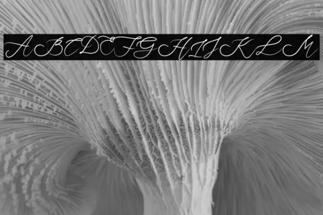 JustSunday Font examples