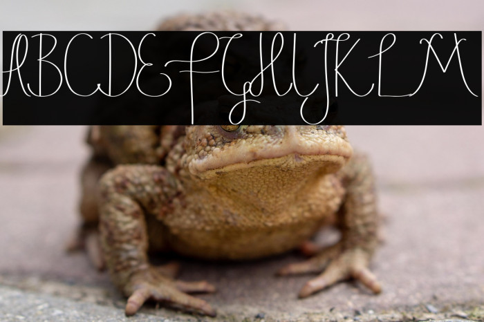 Justice Action Demo Script Example 2