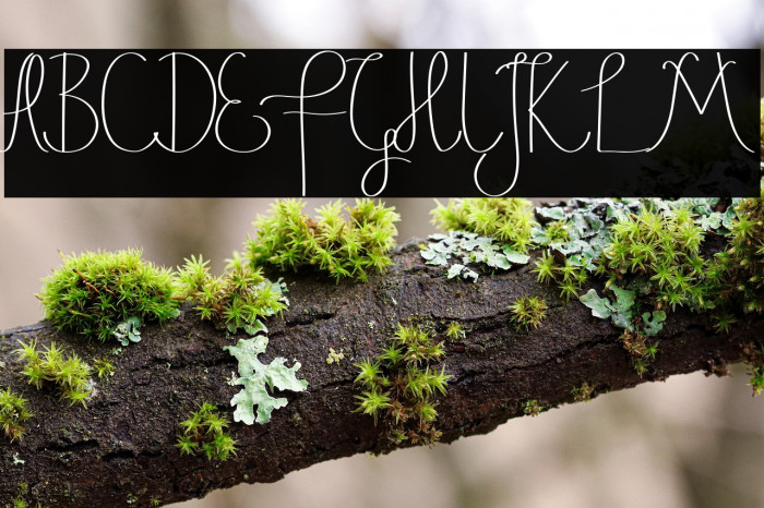 Justice Action Demo Script Example 3