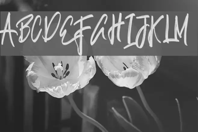 Justin-Medium Font examples