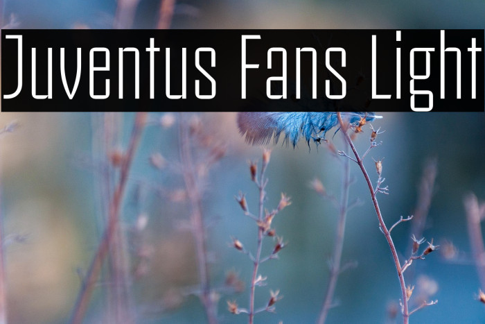 Juventus Fans Light Example 1