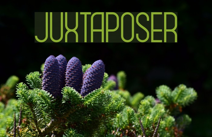 Juxtaposer Font examples