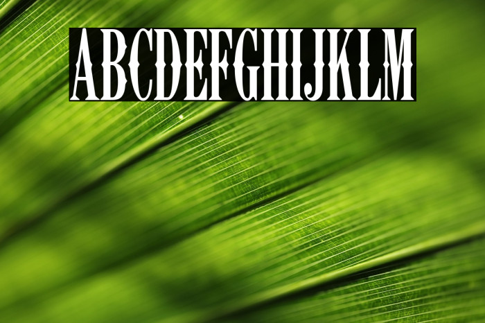 K22 Ambelyn Condensed Example 3