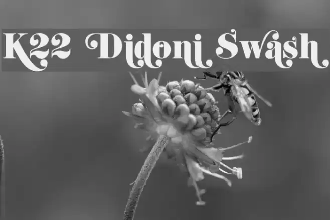 K22 Didoni Swash Font examples