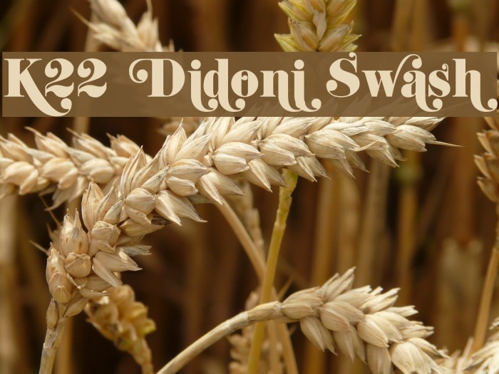 K22 Didoni Swash Font examples