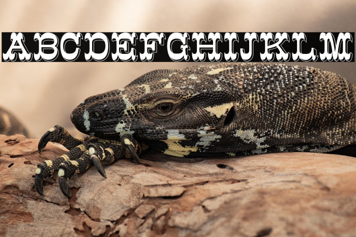 K22 Eclair Example 1