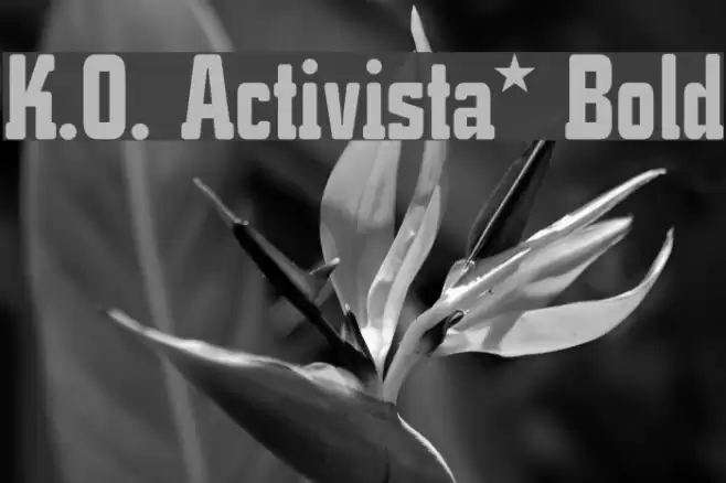 K.O. Activista* Bold Font examples
