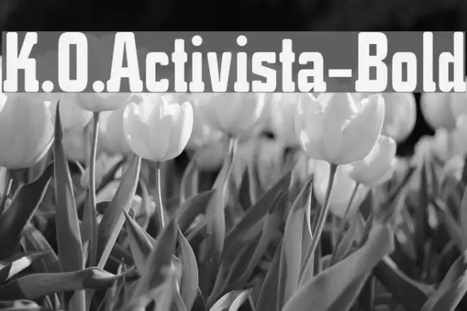 K.O.Activista-Bold Fonte examples