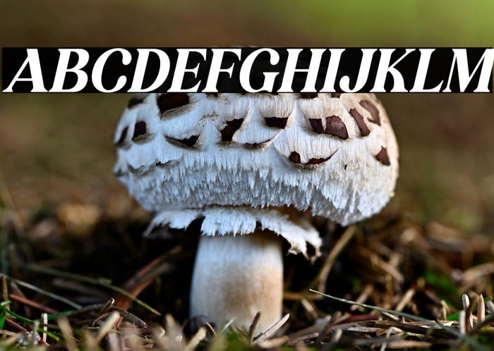 KAKURO Italic Example 2