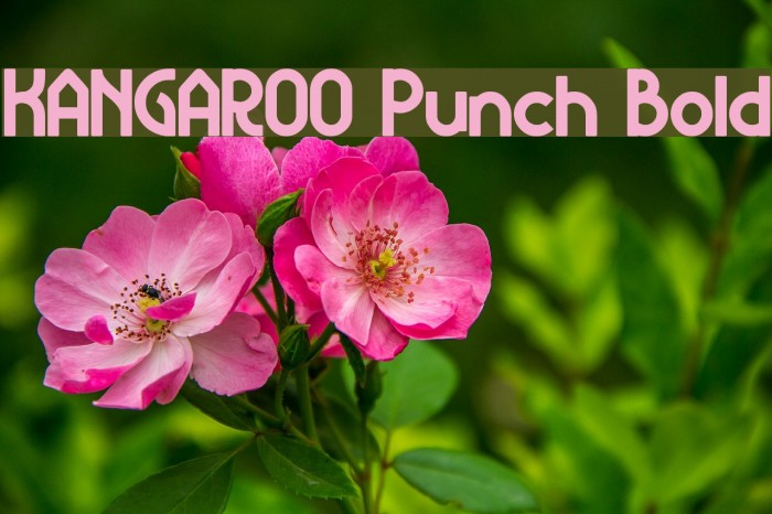 KANGAROO Punch Bold Font examples