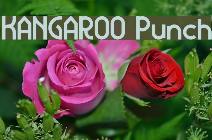 KANGAROO Punch Example 3