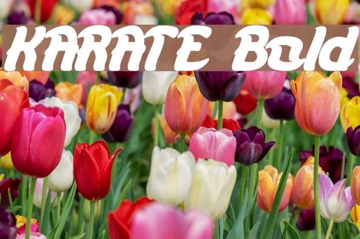 KARATE Bold Font examples