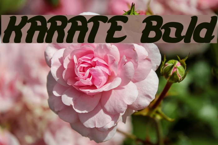 KARATE Bold Font examples