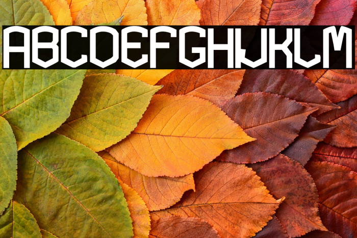 KARDONEXTRA-Bold Example 1