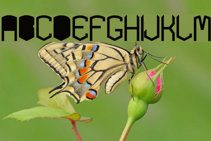 KARDONblackTYPE Example 1