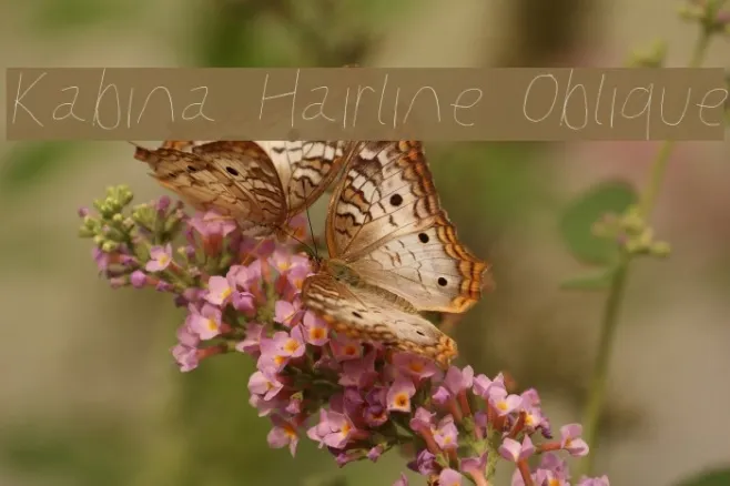 Kabina Hairline Oblique Example 1