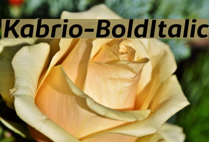Kabrio-BoldItalic Font examples