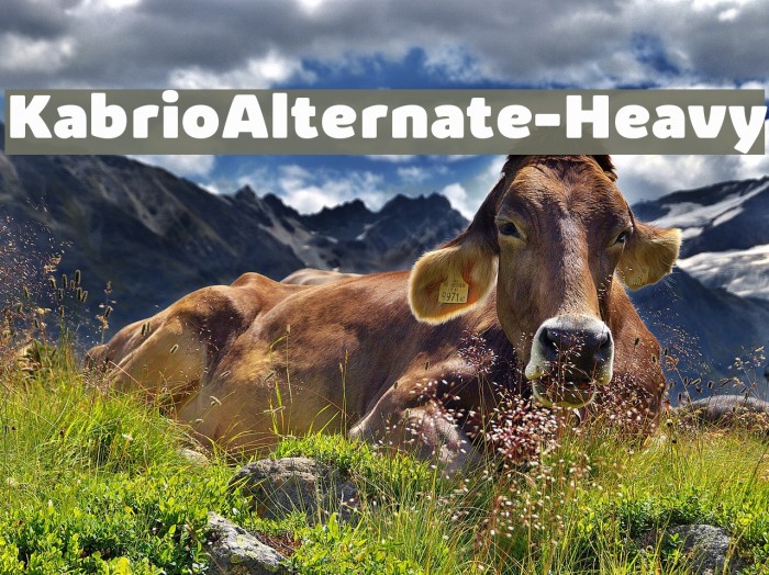 KabrioAlternate-Heavy Font examples