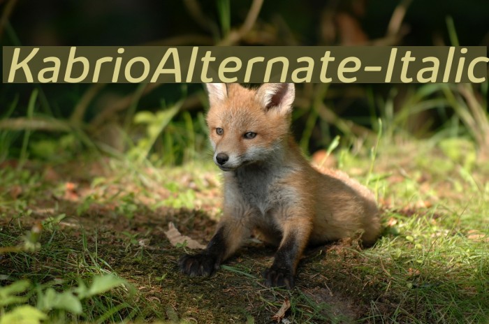 KabrioAlternate-Italic Font examples