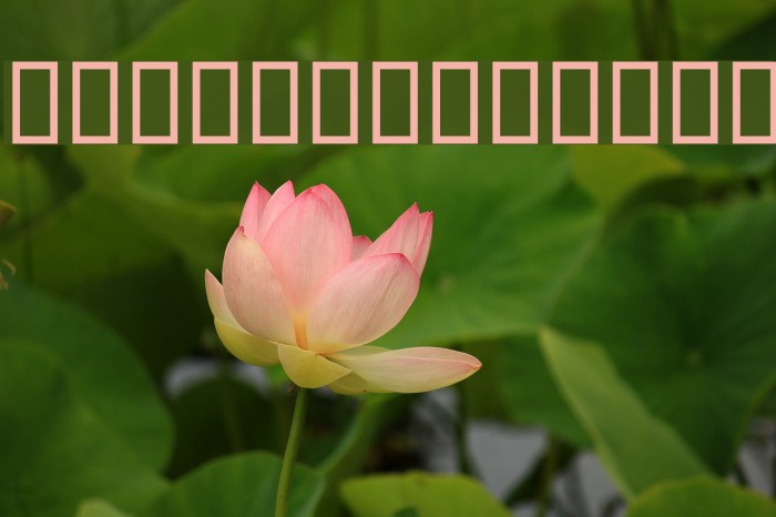 Kabul Type Example 2