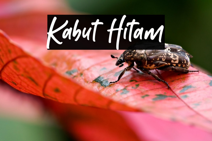 Kabut Hitam Example 1