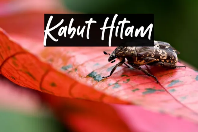 Kabut Hitam Example 1