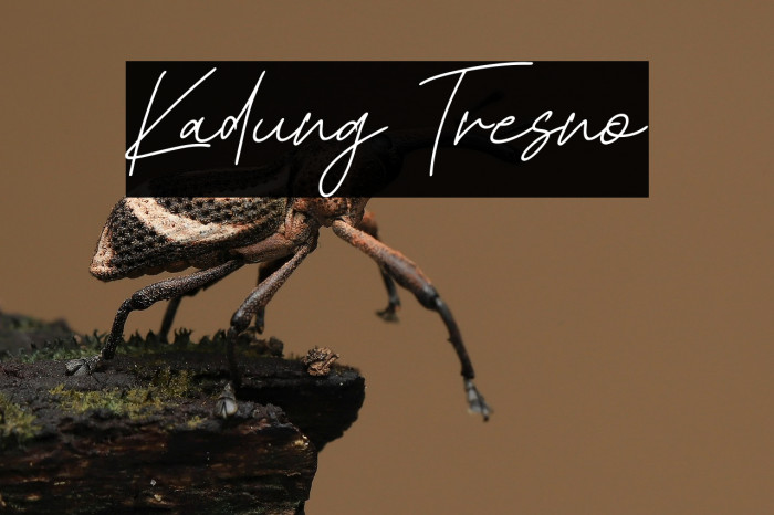 Kadung Tresno Example 3