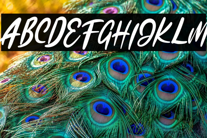 KadutaFREE Example 1