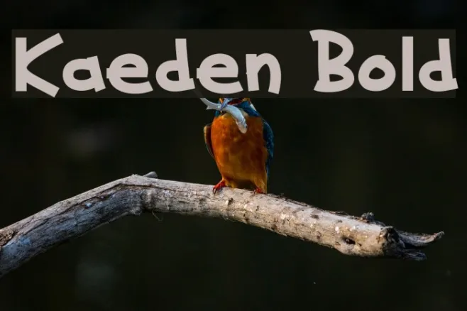 Kaeden Bold Example 2
