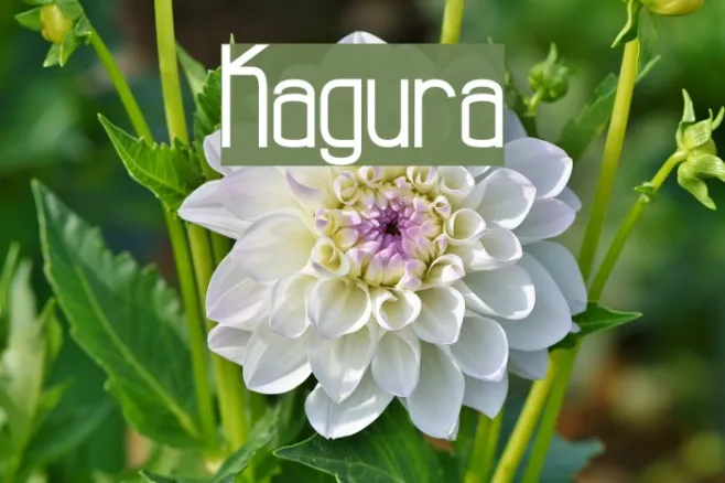 Kagura Example 2