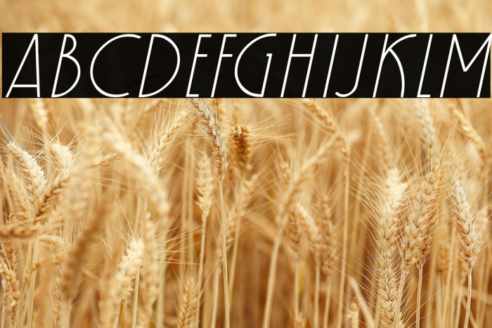 Kaineko Italic Example 1