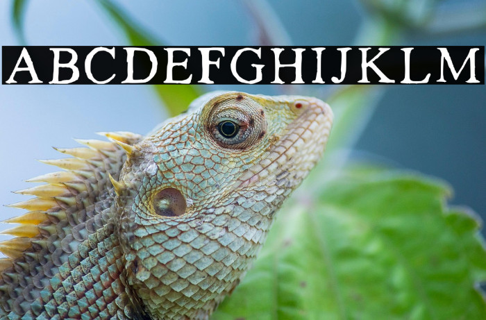 Kalapitka Regular Example 2