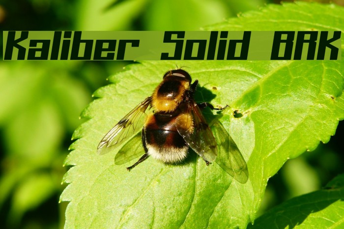 Kaliber Solid BRK Font examples
