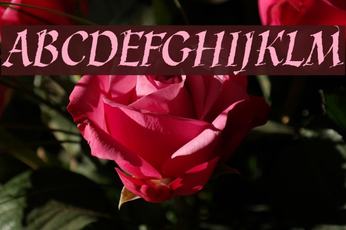 KaligrafLatin Font examples