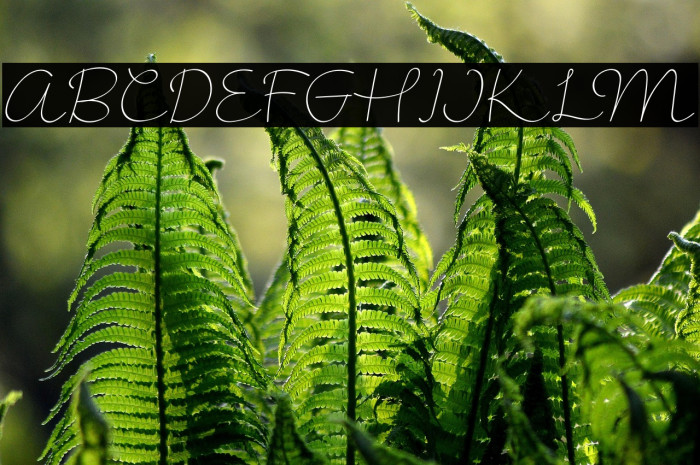 KalimeraCondensed Example 2