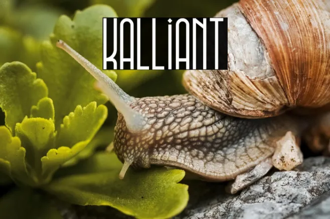 Kalliant Example 1
