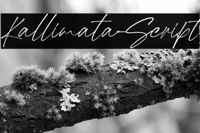 Kallimata-Script Font examples