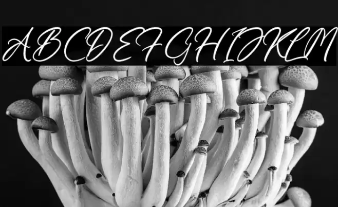 Kamalika Anotesla خط examples