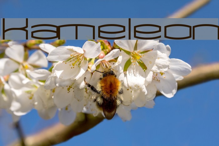 Kameleon Polices examples