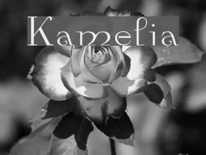 Kamelia Font examples