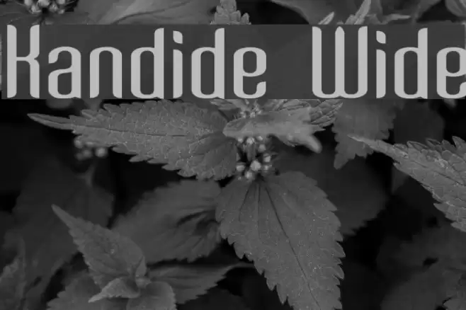 Kandide Wide Fonte examples
