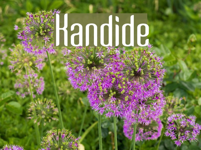 Kandide Font examples